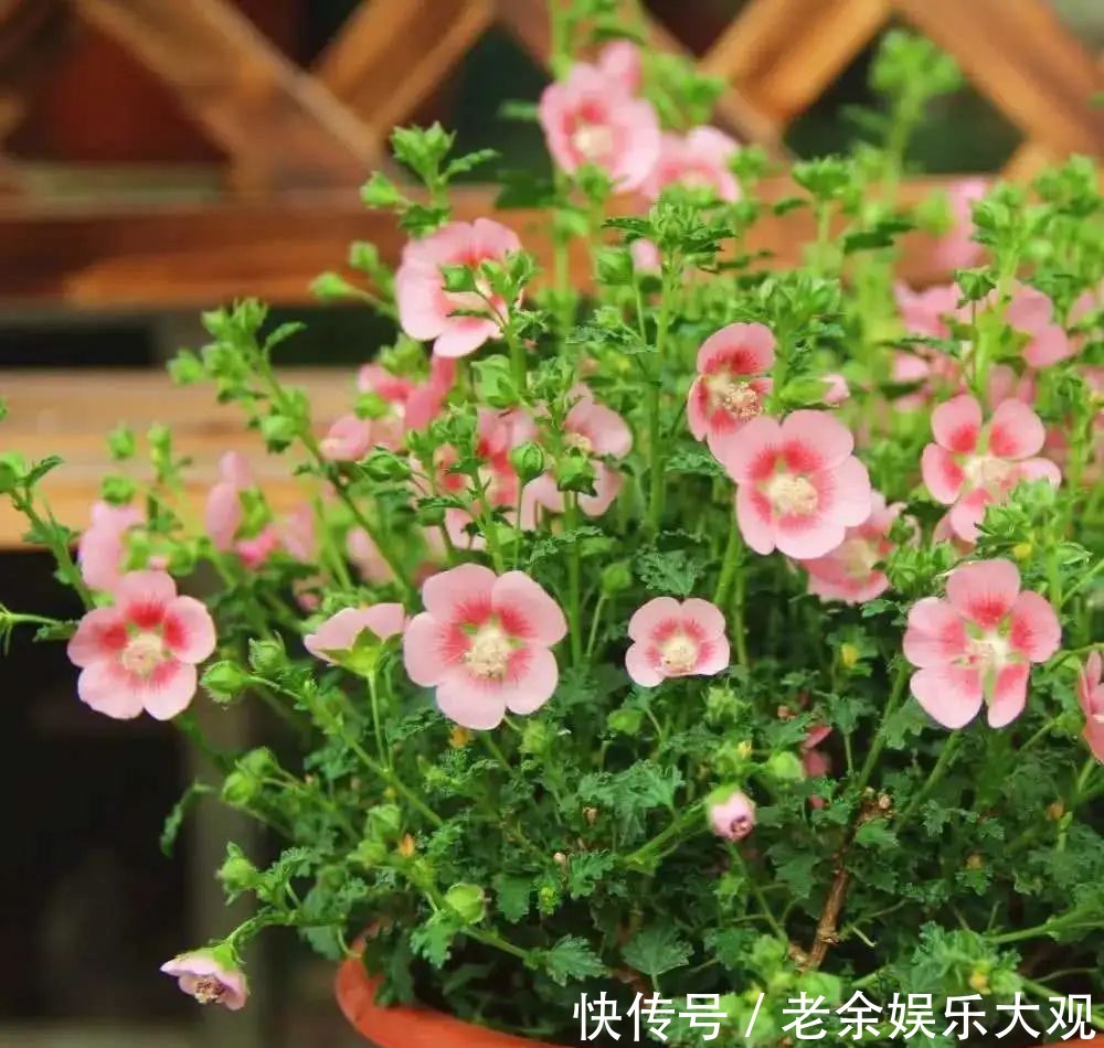  『适合』这几种便宜又好养的花草，养一盆天天有花赏，最适合新手