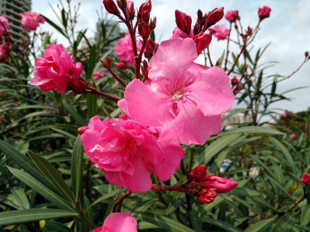  『家里养护』夹竹桃虽然有毒，但是开花美极了，养护时千万离远点！