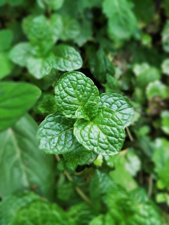  『平时』薄荷好看好养，平时这个位置剪一剪，防止薄荷“群魔乱舞”