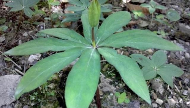  采挖■它长在野外，农人采挖后，有人450元一斤收购，但为何无人