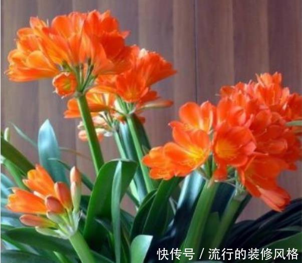  『长寿花』冬去春来，春暖花开花中极品“宝莲灯”，婀娜多姿，清秀优雅