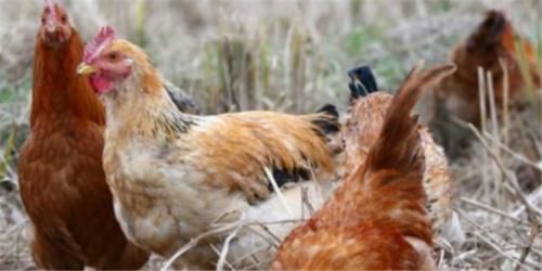  养鹅：为何农村养鸡鸭的多，养鹅的却少？这3点原因是关键