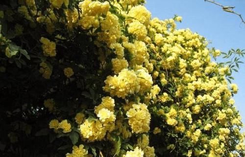  『我国』我国最“香”的花，比法国香水还好闻，院子种一棵，香飘十里！