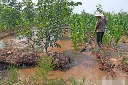为什么耕地用黄河水长期灌溉会形成盐碱地？真相竟然是这样的