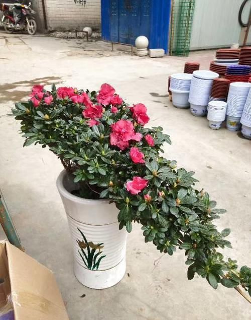  香味：家庭养护3种花卉，花量大，颜色艳，香味浓，阳台变花海
