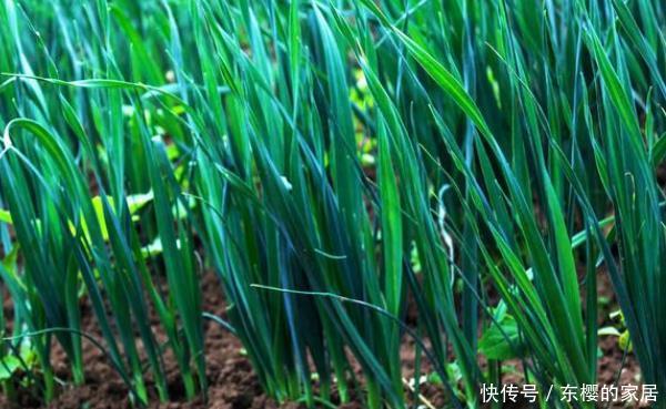 『豌豆苗』懒人也有口福了,阳台种植四样蔬菜,竟然能吃小半年