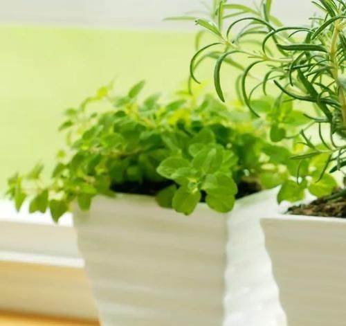 室内的植物■室内布置花园有几点要注意,这4点特关键