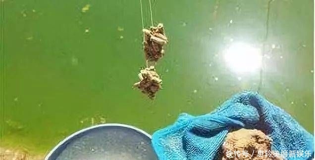  「高效」怎么打窝才能快速高效的诱鱼？