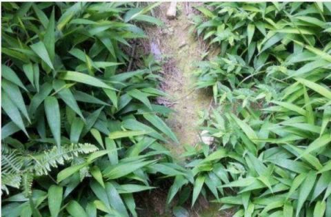  价值|乡下似竹叶的野草，曾用它来包“粽子”，现在成了稀罕物，