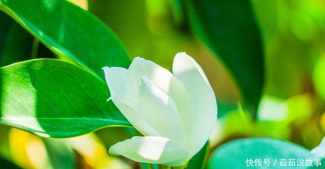  [黄叶]栀子花黄叶是怎么回事！