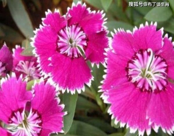  『生肖虎』喜鹊枝头叫，好事要来到，这4大生肖喜事一个接一个，喜气洋洋