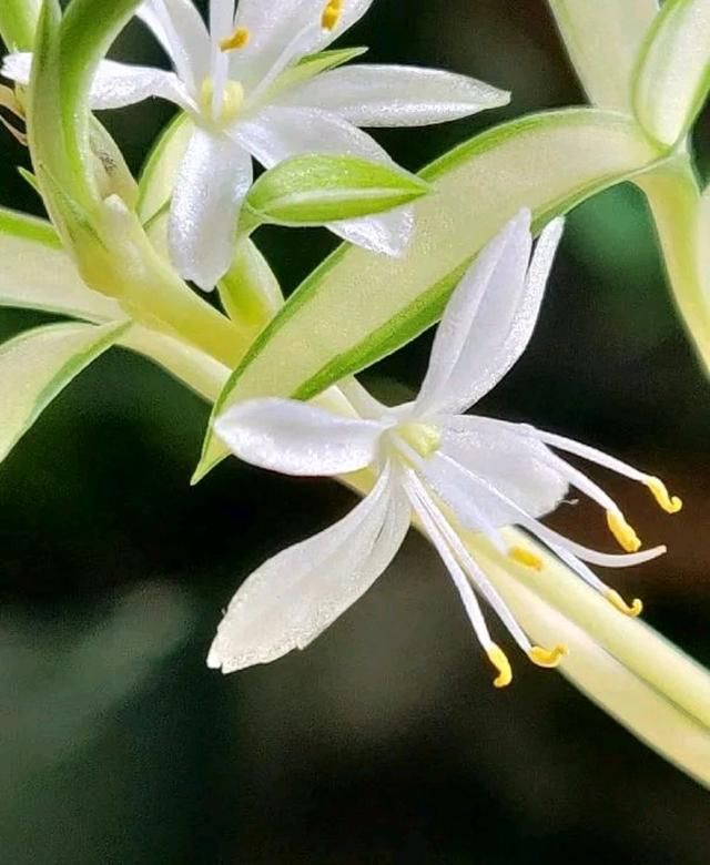  耐阴植物■金心吊兰抽枝长花苞了怎么养开花？做不好4点，抽枝开花是做梦