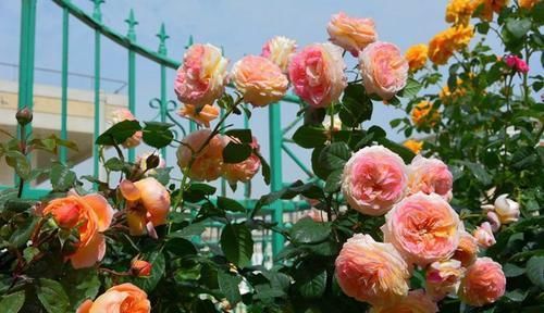 旺盛@春天来了,家养此款花卉,长势旺盛开花美,四季如春,妖艳迷人