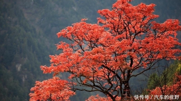 去九寨沟看红叶？别傻了，这里的红叶才是最美的，还不要门票！