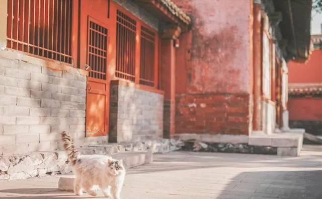 一年 30 多趟故宫，只为拍摄超赞「故宫猫咪图籍」！