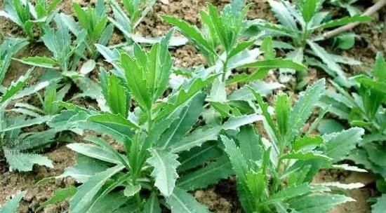  【小蓟】这种农村里才有的野草，浑身带“刺”若是遇到，还请好