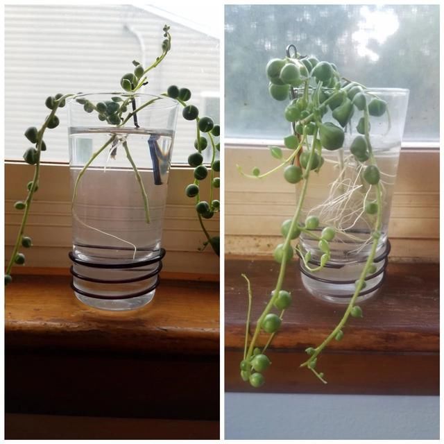  盆土：吊盆养的珍珠吊兰快要挂了，叶子发黄，枝条干枯，要怎么挽救？