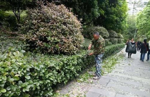 『庭院』红叶石楠那么美为什么不种在家庭庭院中?屎一般的味道无法启齿