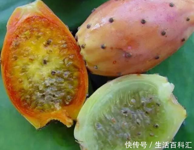 些地方@50年的仙人掌,长成了“老古董”,霸气侧漏,年年开花结果子