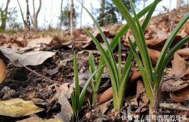  「下山」下山兰为什么刚发芽就死了？究竟是什么原因