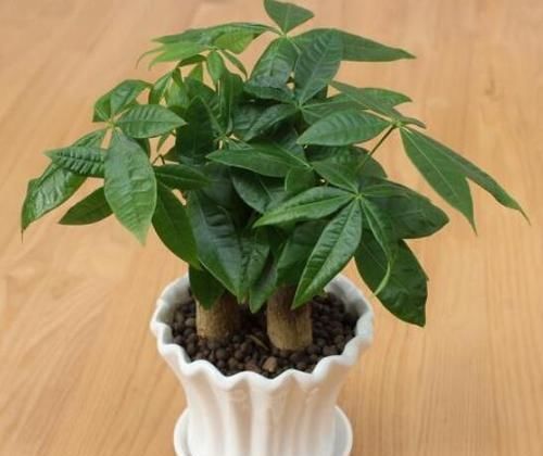  『家里』家里不要乱养花，这3种植物，养人又旺财，聪明的人都在养