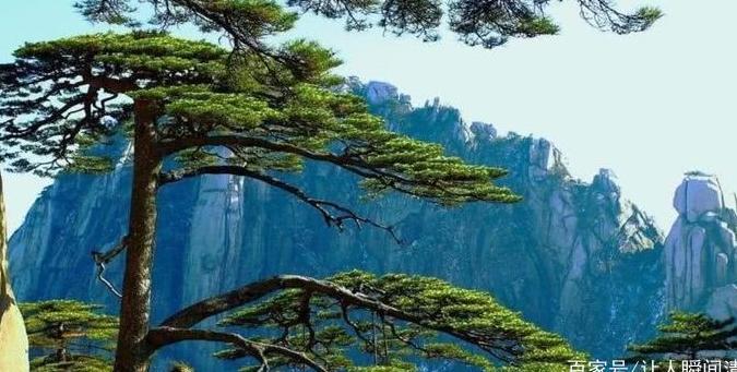 中国最贵的三棵树:其中一颗买了一亿保险,专门的科研人员看守!