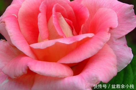 光线|这三种花号称晒不死!扔阳台就不用问了,越是炎热越能爆满盆
