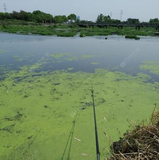  『野钓鲫鱼』初春野钓大鲫鱼要什么技巧?老钓友教你两招