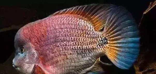  #水族市场上#美洲慈鲷之美，您细品