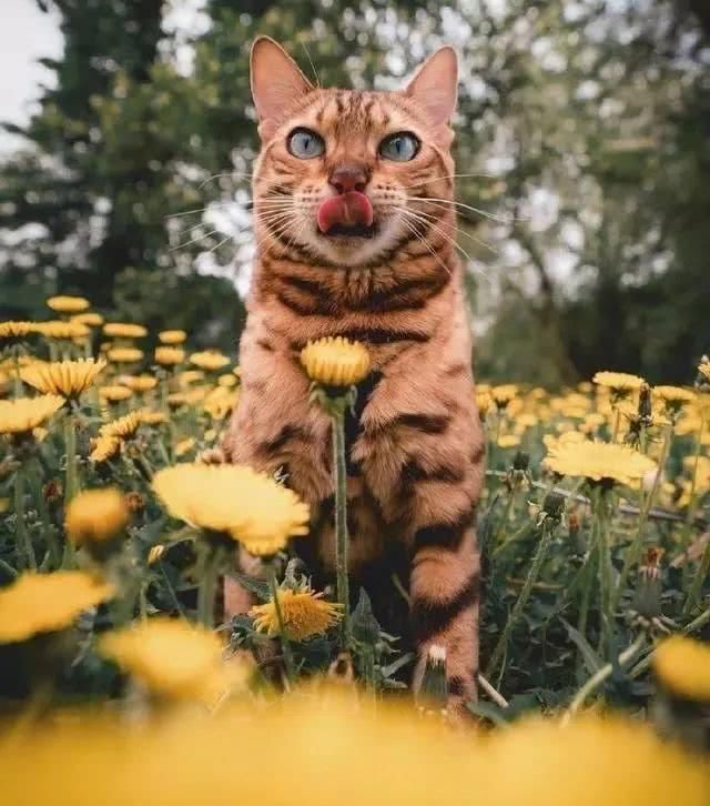 这只猫很喜欢旅游，每次跟着主人旅行都会很兴奋，沉浸在大自然中