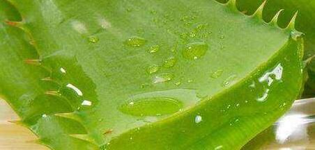  『芦荟灌肤』芦荟植物可不少，能美容，库拉索就是专用植物，自己在家也能种