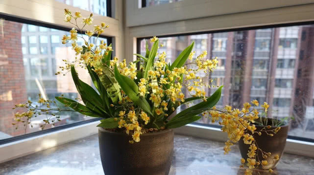  沁人心脾：花香最好闻的植物，花开“满屋飘香”沁人心脾，是室内盆栽佳品！
