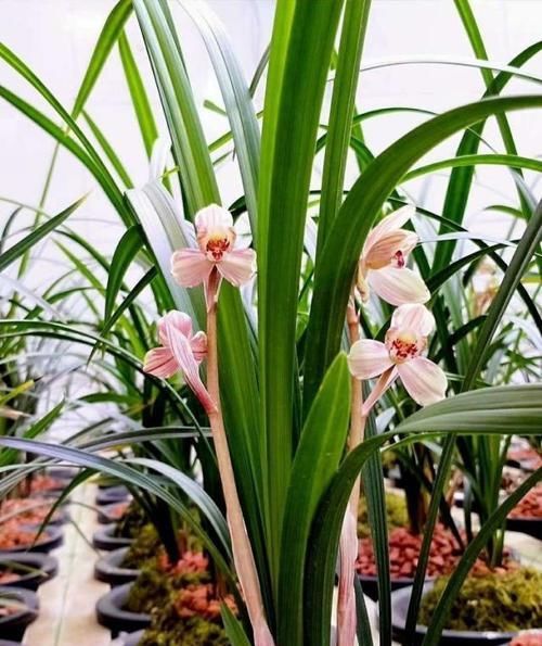  『玫瑰』此花，颜值不输荷花，气质远超玫瑰，简单好养，比茶花强多了！