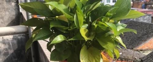  [常见]养绿萝常见黄叶烂根？教你找出2点原因，绿叶疯长养着省心