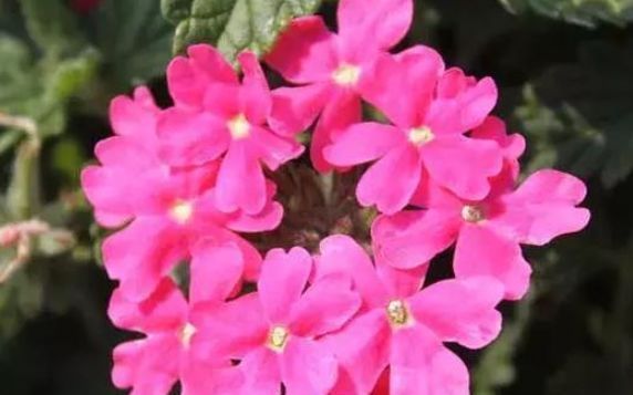 阳光@最适合夏天养的4种花卉,耐高温开花多,温度再高也不死
