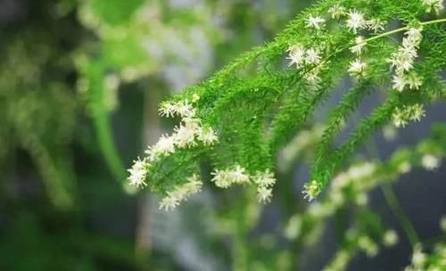  #不好#文竹开花是大凶？完全是“扯蛋”，满足3个小要求，白花开满盆