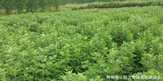 「盆栽技巧」夏季烦恼高温天蚊蝇乱飞?趁早盆栽4种植物,既能观赏又贼实用