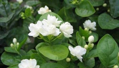  「家里」这“3种”植物，花香四溢，抑制异味，家里养1盆，空气更清新！