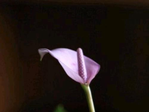 「通风」开紫色花朵的红掌您见过吗?开花紫色很梦幻,缺点明显很无奈