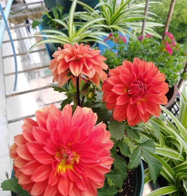  「这款」夏季种花选这款，天气越热，花开越美，花期长达半年，是盆栽佳品