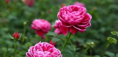  「便宜」4款艳美的花卉，便宜又好养，花开美观又大气，花色艳丽灿烂无双