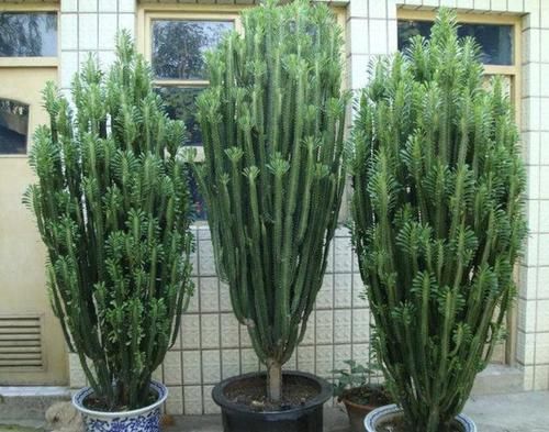  「花别」龙骨花别养了，此种“财运树”，寓意着“发财”，在家多养2盆！