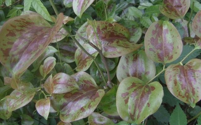 别看它果子，根茎才是重点，目前价值极高，见到别错过