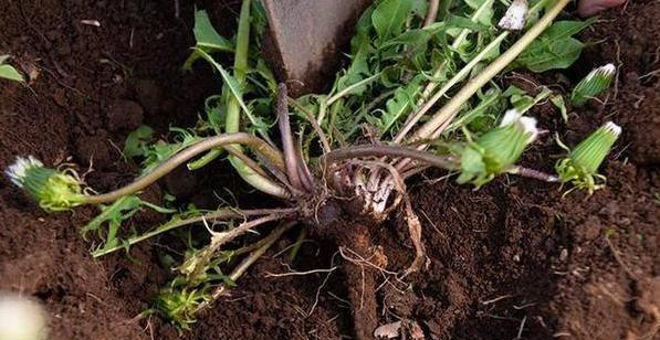 蒲公英是个宝,用根泡水喝可以养肝护肝,赶跑全