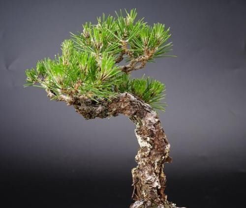  『形态』郁郁葱葱枝干强劲有力，养好松柏盆景，这些技巧要掌握！