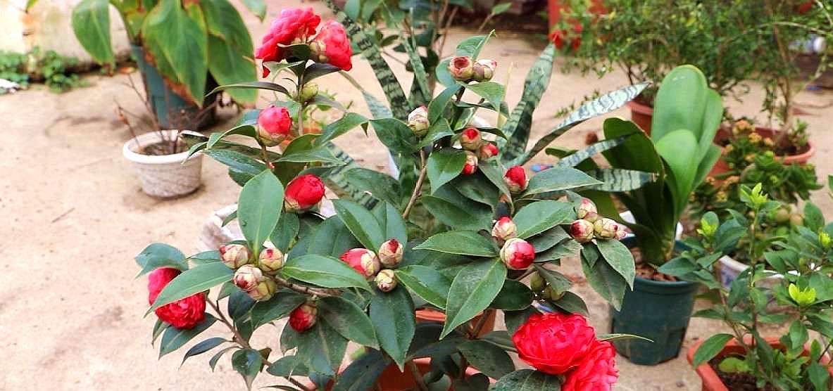 『茶花』养茶花的高手,施肥跟别人就是不一样