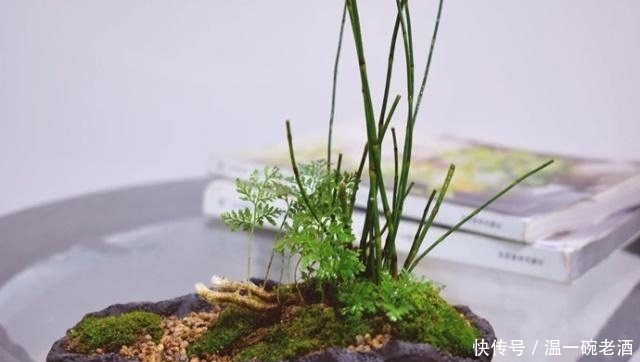 水田边的“假竹子”，老农叫它“笔杆子”，心是空的，价值好珍贵