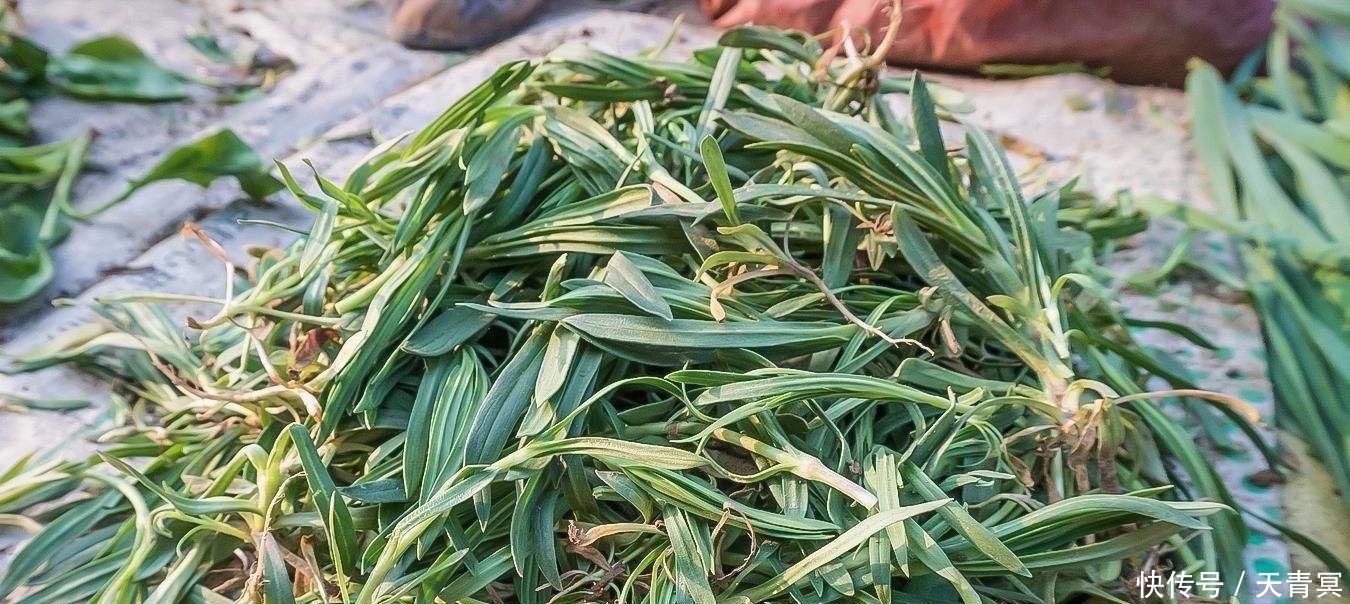  【稀罕】曾是农民痛恨的杂草，如今农民抢着挖，一斤7元成稀罕野菜