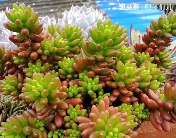  #上名#傻傻分不清的多肉，就看它这儿，一眼就能叫上名！