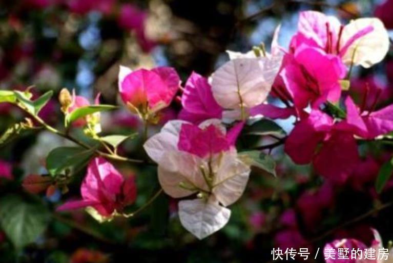 「三角梅」“绿叶双色”三角梅,开花只有一种色?教你“2招”,开出多色花
